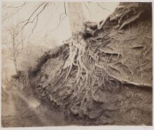 Beech Roots, Albury Warren, Surrey thumbnail 1