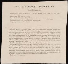 Phalacrocorax Punctatus thumbnail 1