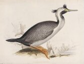 Phalacrocorax Punctatus thumbnail 2