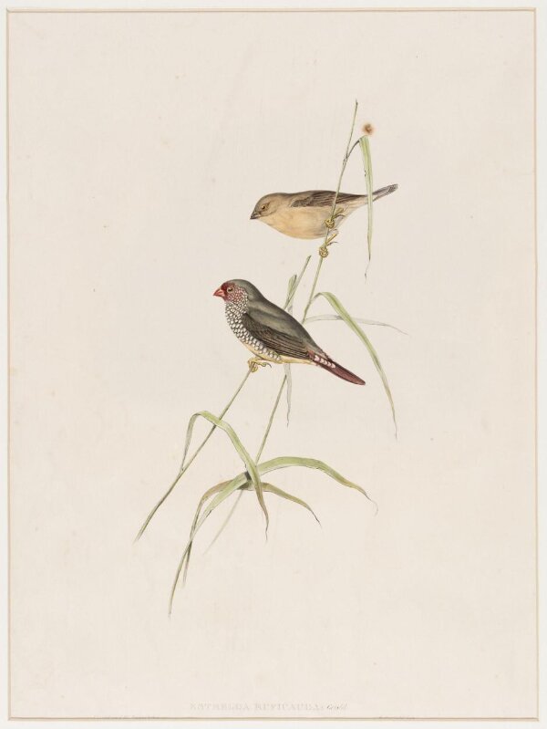 Estrelda Ruficauda- Red Tailed Finch | Gould, John | V&A Explore The ...