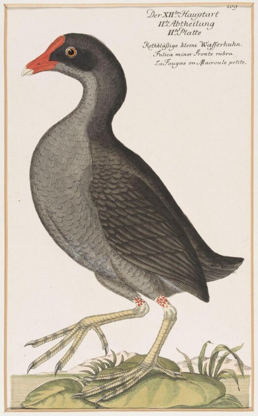 Vorstellung Der Vogel Deutchlandes