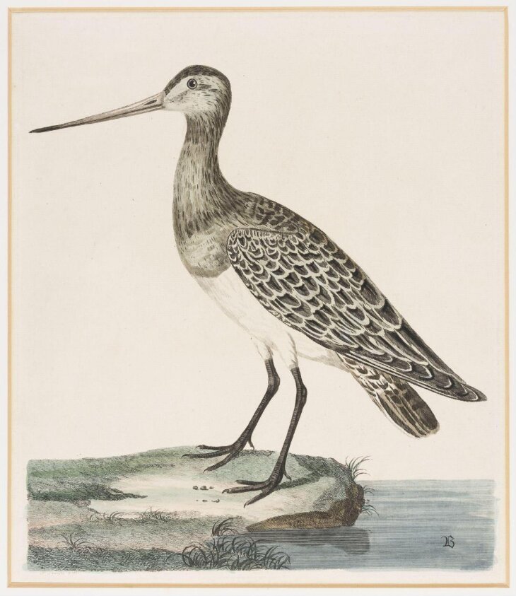 The Bar Tailed Godwit