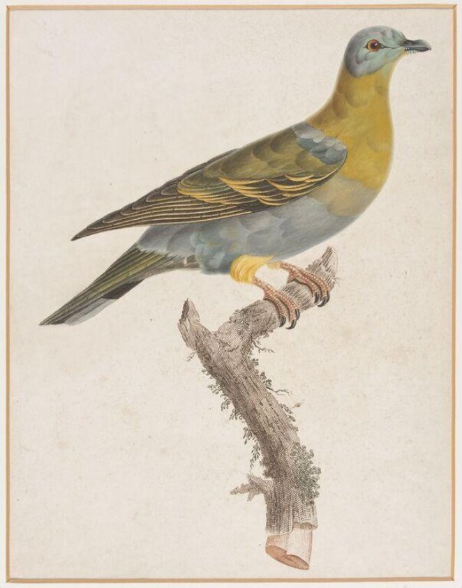 Colombar Commandeur, male