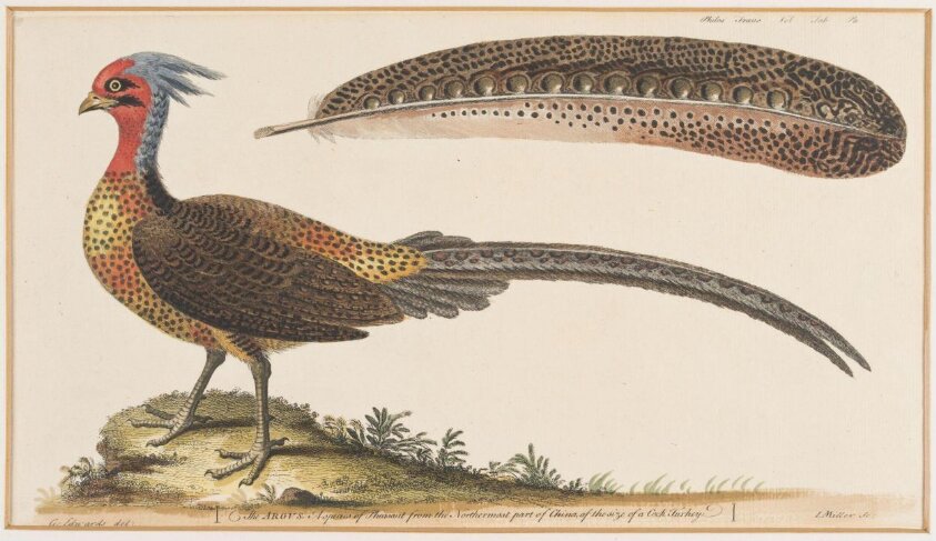 The Argus, a species of pheasant from the Northernmost part of China the size of a cock turkey