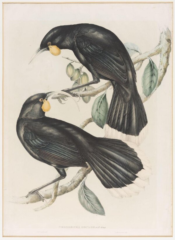 Print John Gould V A Explore The Collections   Default 