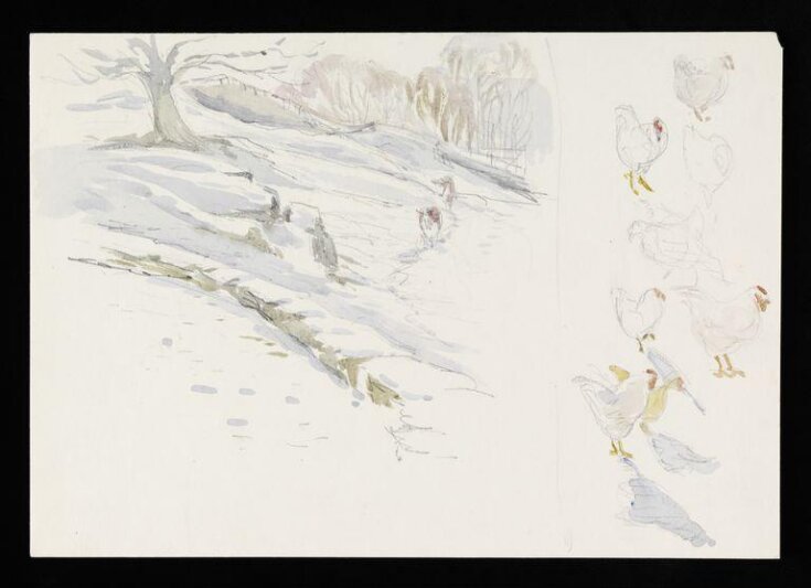 Snow scene with two cows (left) and sketches of chickens (right) top image