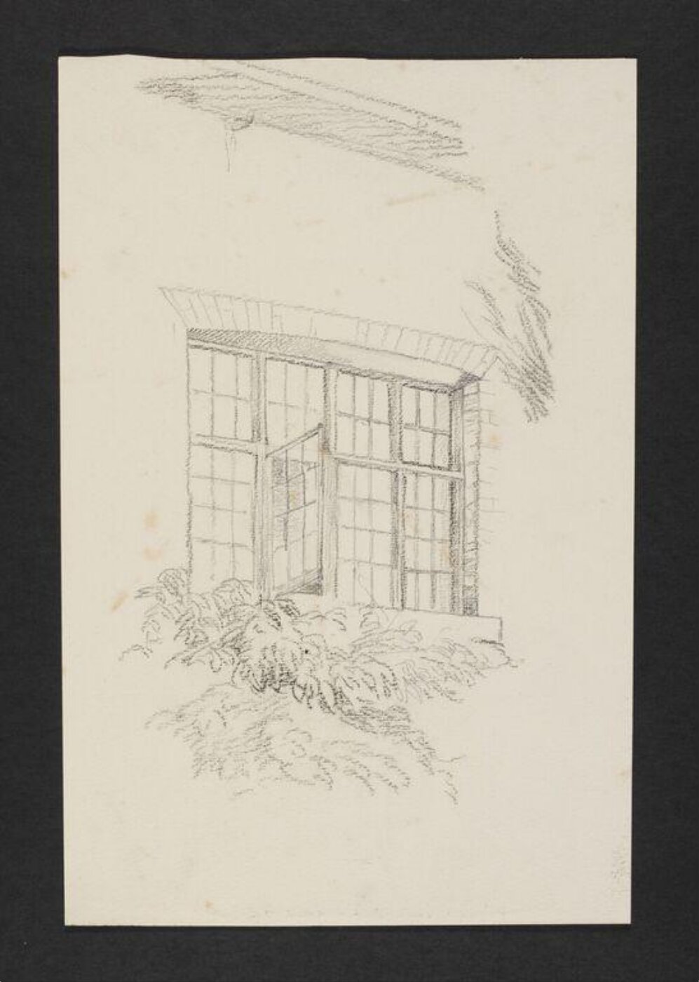 Potter, Beatrix, drawing