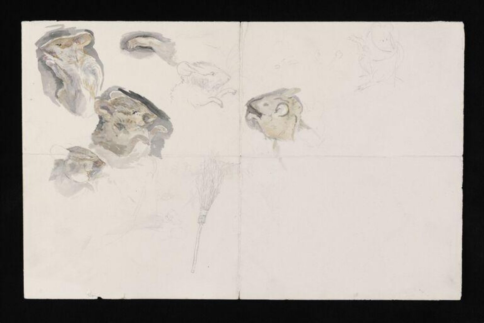 Watercolour, Beatrix Potter, late 19th century - early 20th century
