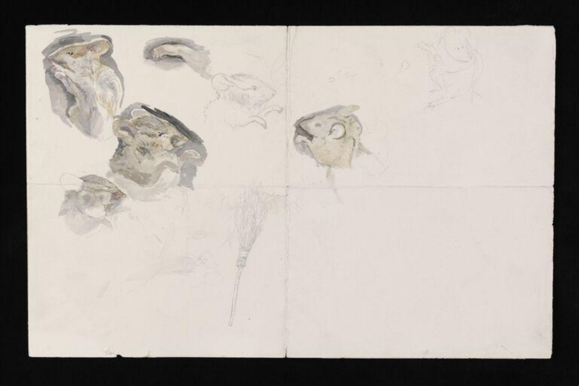 Watercolour, Beatrix Potter, late 19th century - early 20th century