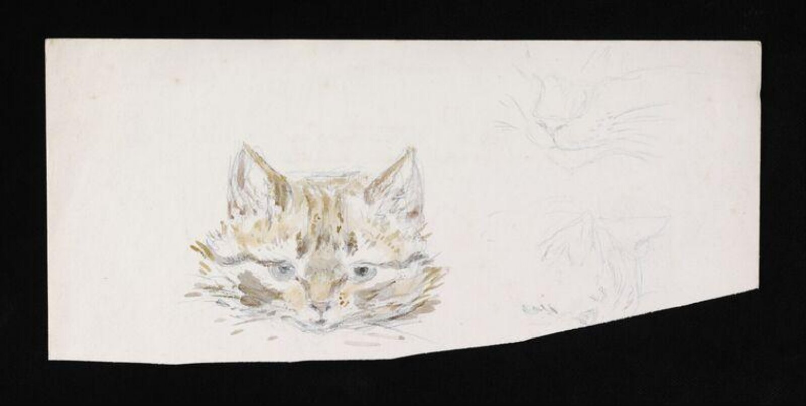 Studies of a cat, Beatrix Potter, late 19th century - early 20th century
