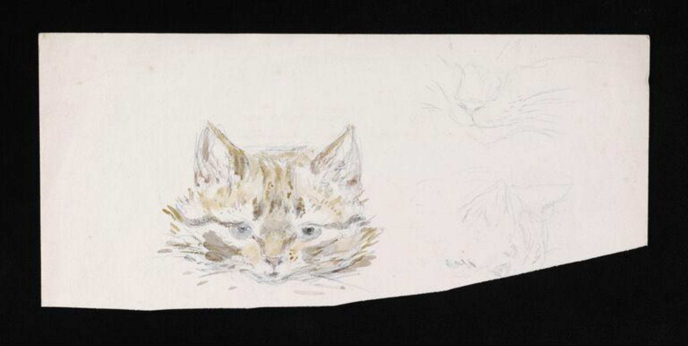Studies of a cat, Beatrix Potter, late 19th century - early 20th century