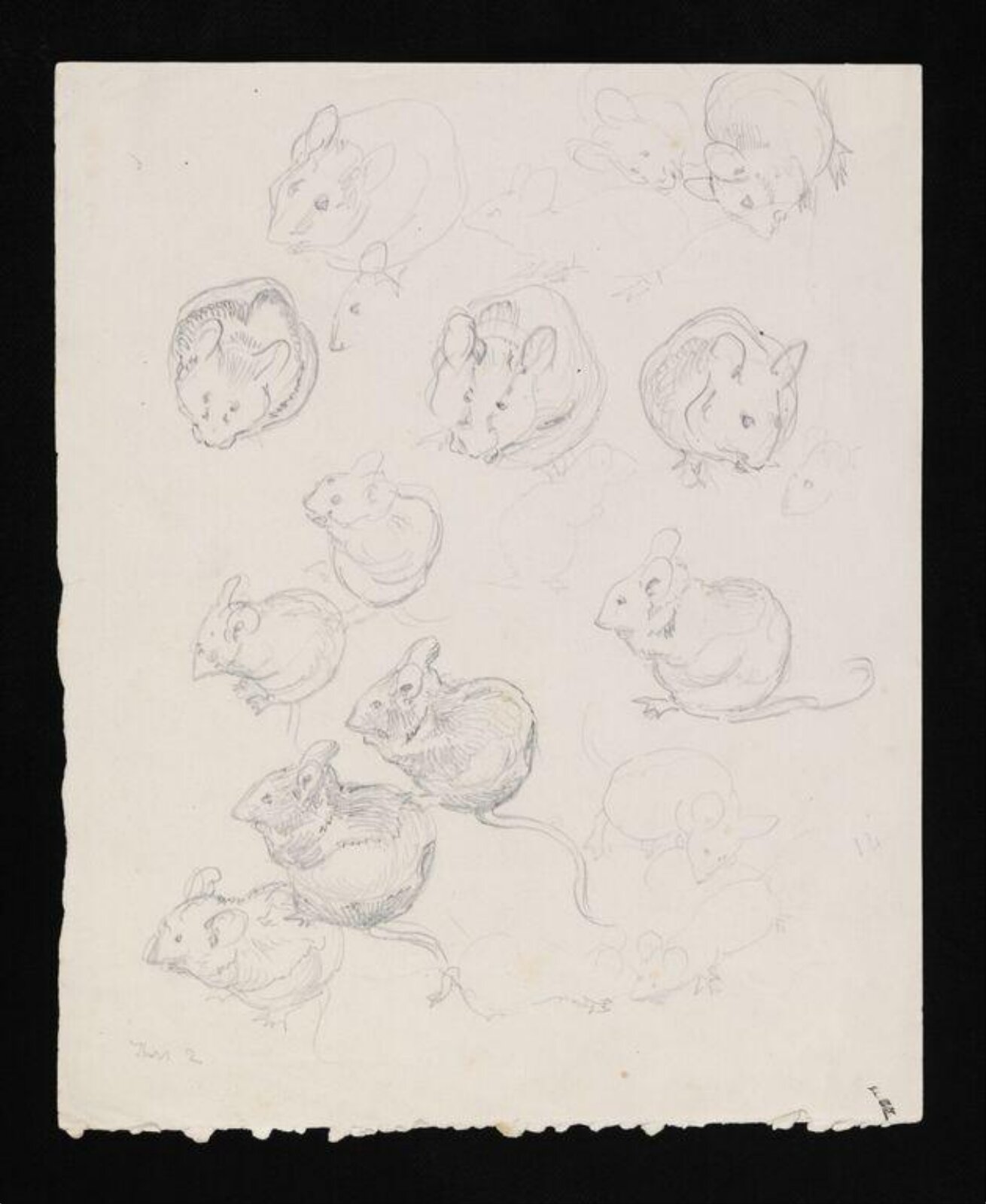 drawing, Beatrix Potter, late 19th century - early 20th century