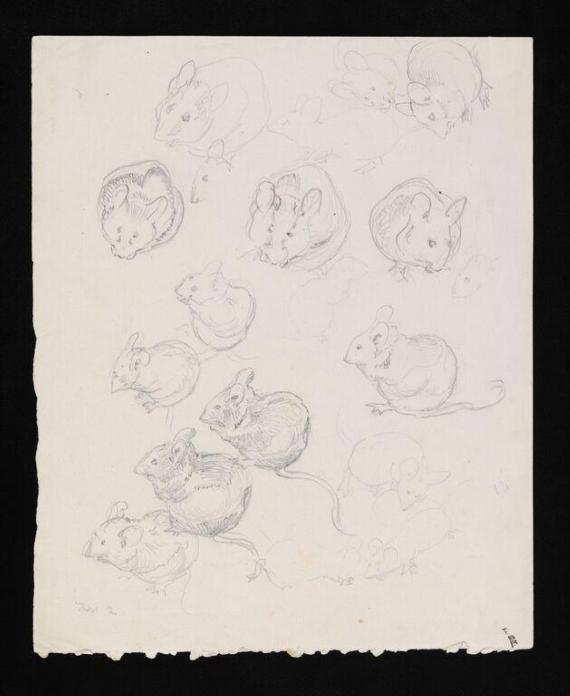 drawing, Beatrix Potter, late 19th century - early 20th century