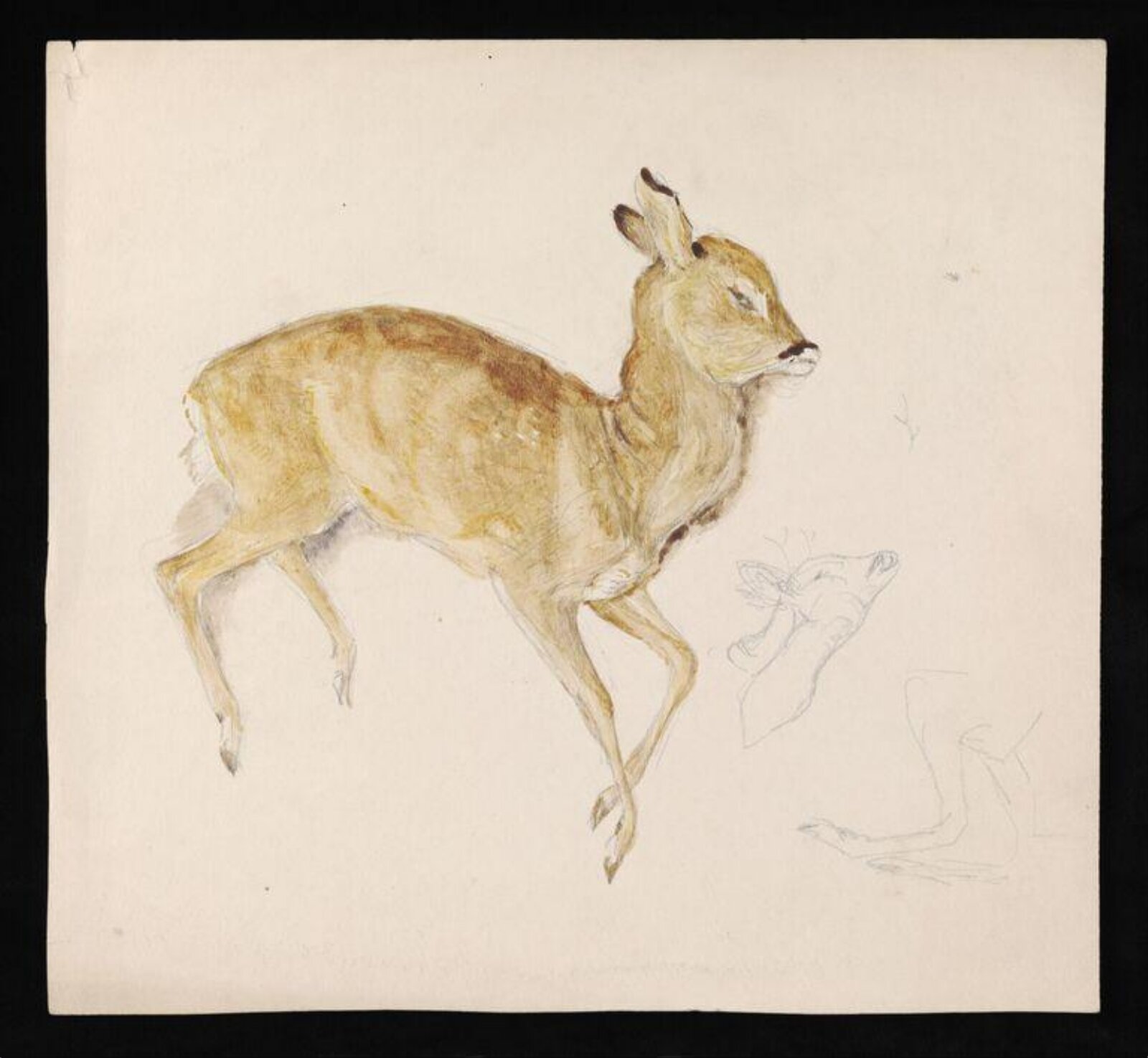 A dead fawn, Beatrix Potter, late 19th century - early 20th century