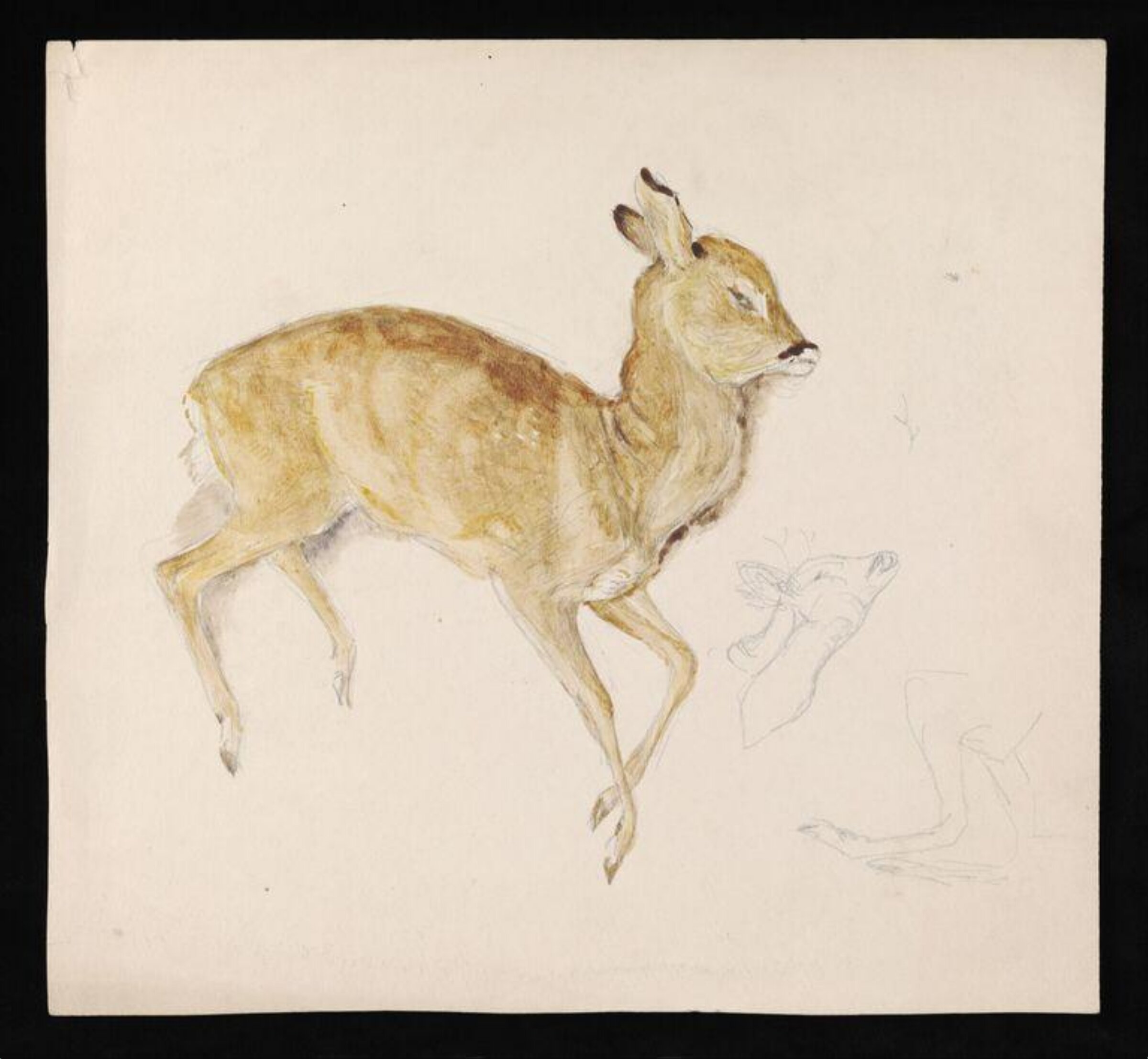 A dead fawn, Beatrix Potter, late 19th century - early 20th century