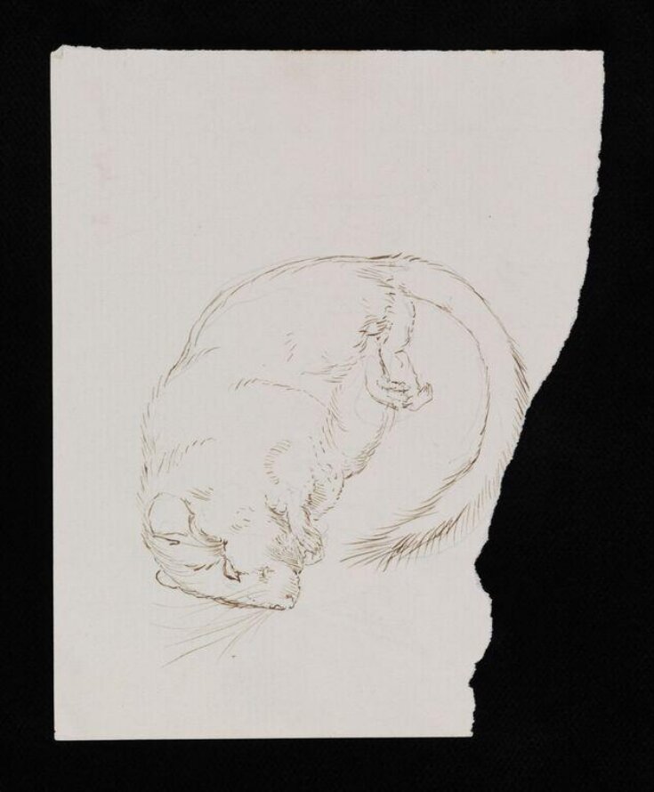 Study of a dormouse sleeping top image