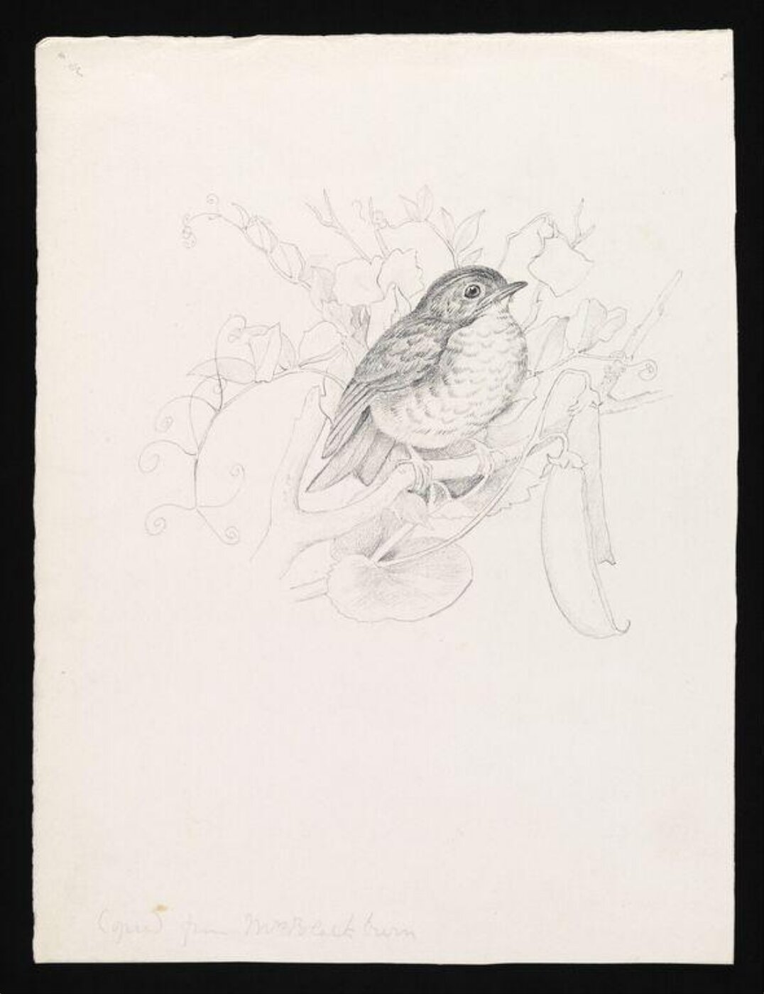 Potter, Beatrix, drawing