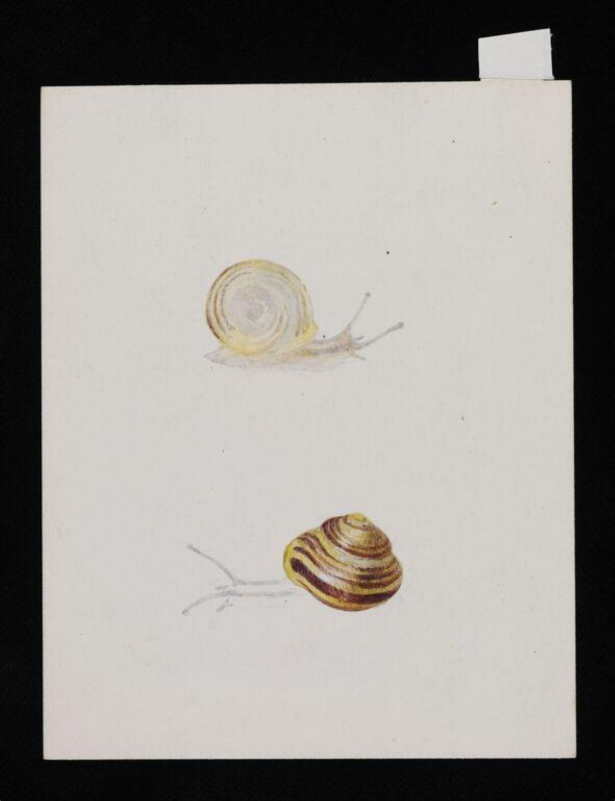 Study of two snails, Beatrix Potter, late 19th century
