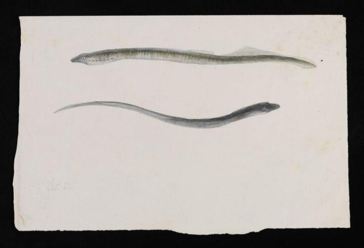 Two views of a lamprey top image