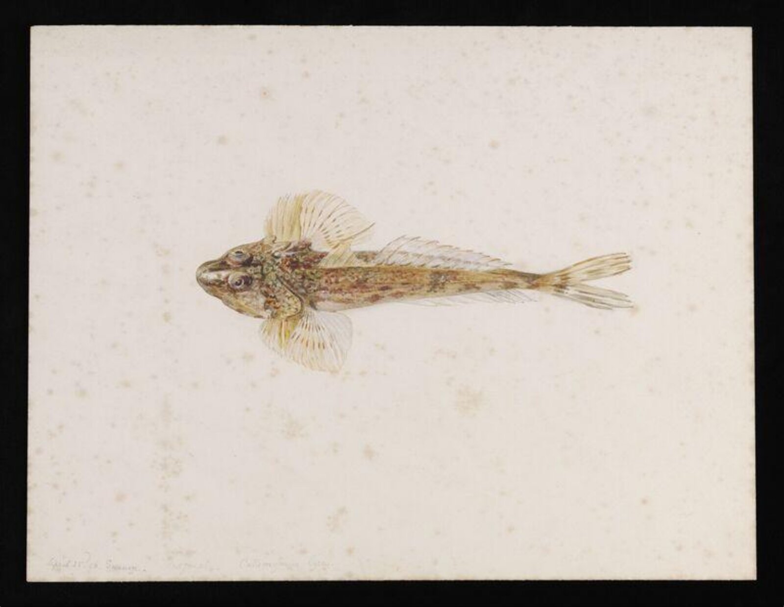 A dragonet (Callionymus lyra), Beatrix Potter, 23 April 1896