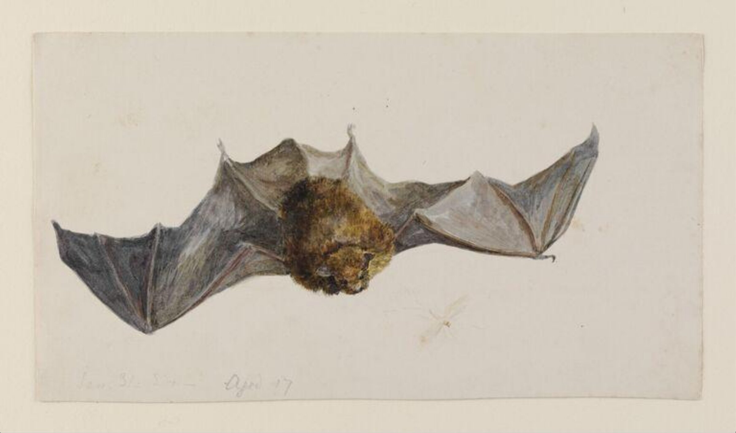 A bat seen from above, Beatrix Potter, 31 January 1884