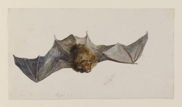 A bat seen from above top image
