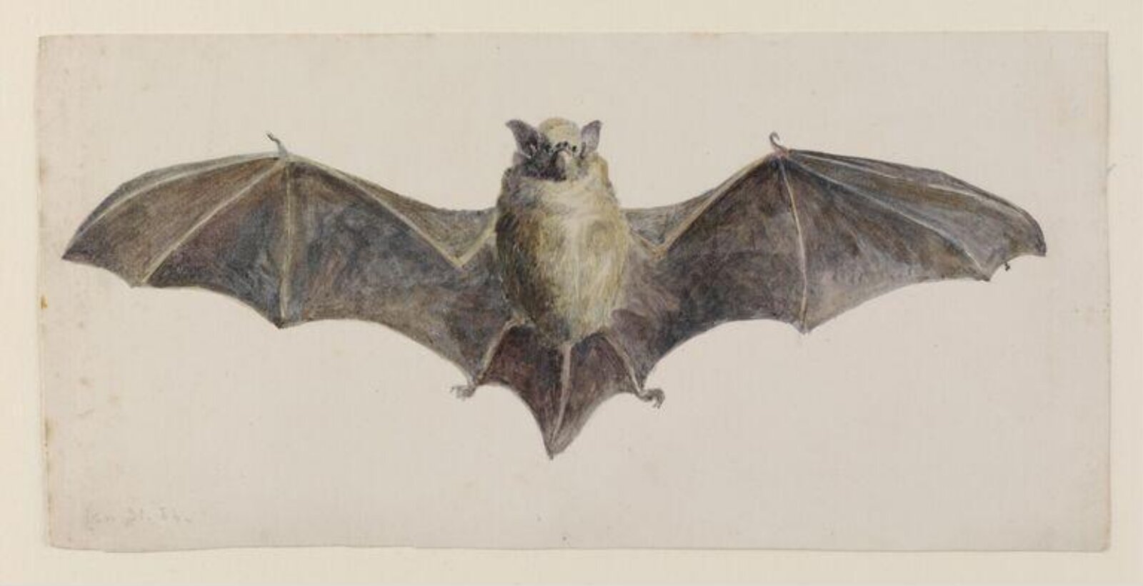 Front view of a bat, Beatrix Potter, 31 January 1884