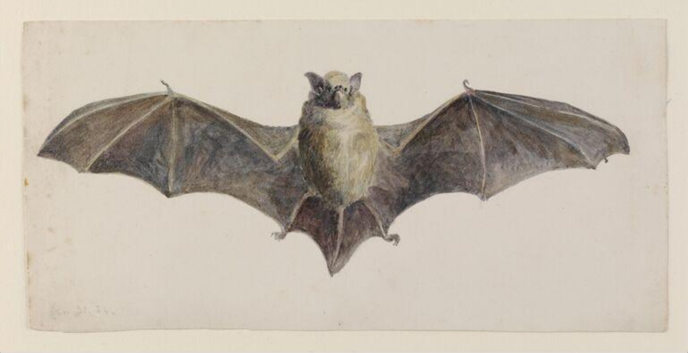 Front view of a bat, Beatrix Potter, 31 January 1884