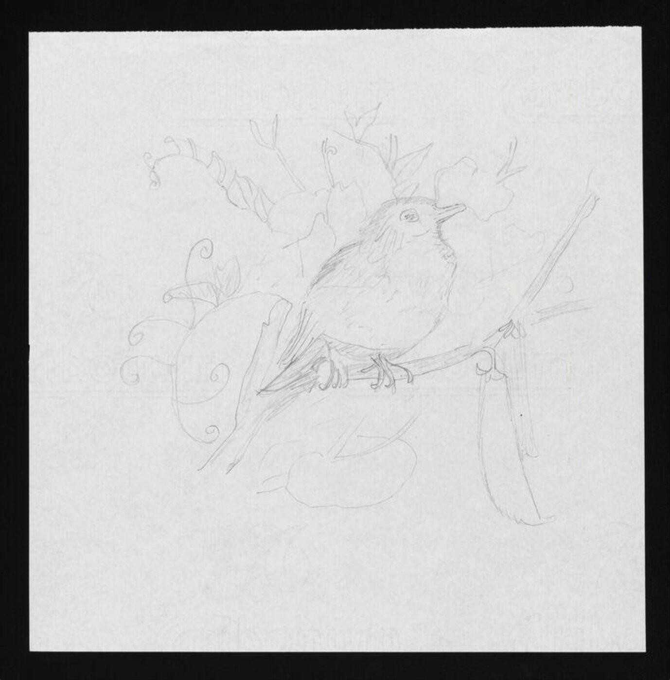 Potter, Beatrix, drawing