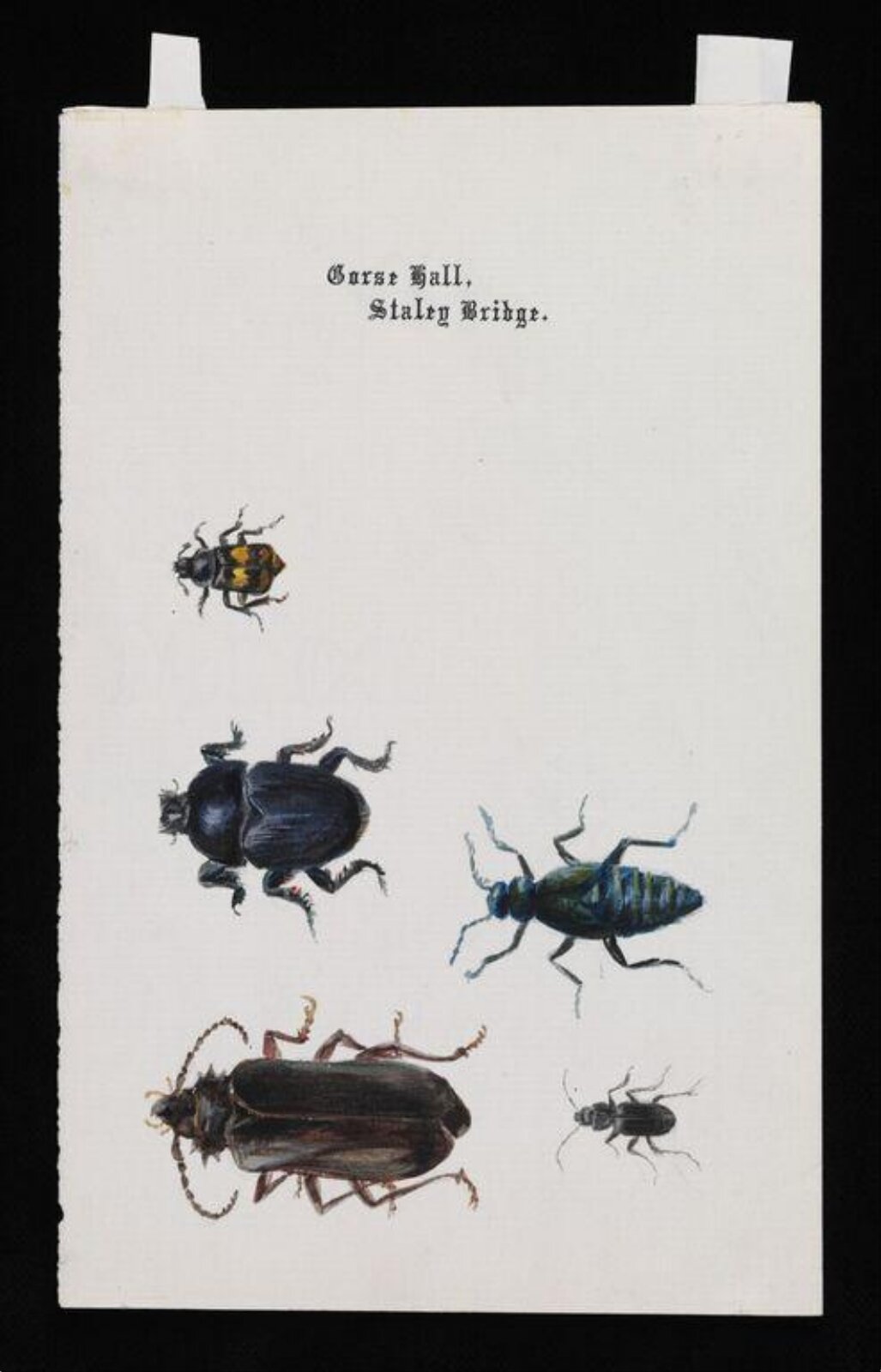 Five beetles, Beatrix Potter, ca.1884 - ca.1886