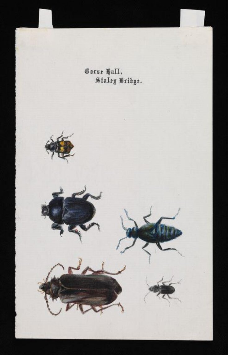 Five beetles top image