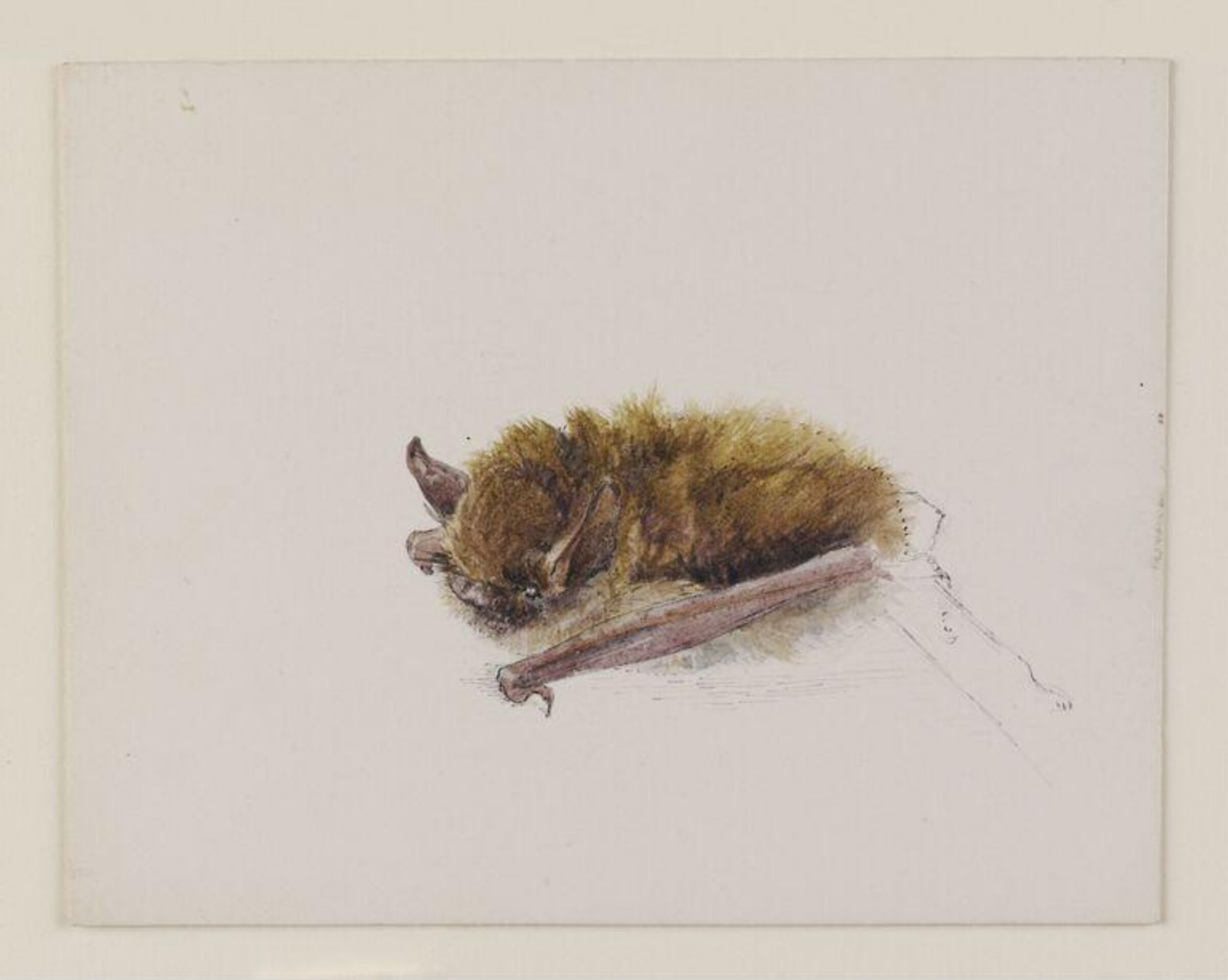 Side view of a bat with wings folded, Beatrix Potter, ca. 1886