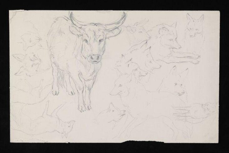 Studies of a bullock and of foxes top image