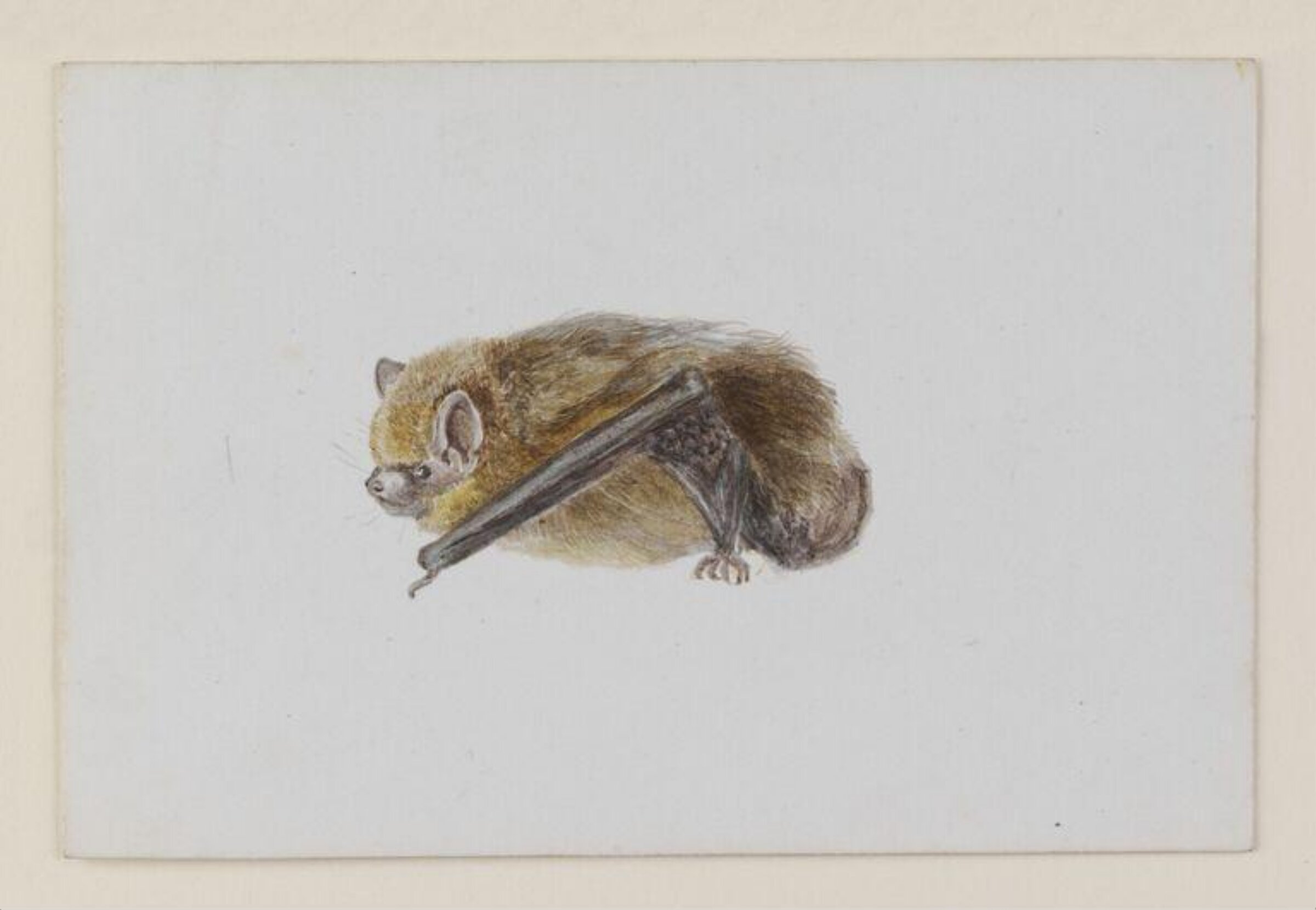 Side view of a bat with wings folded, Beatrix Potter, September 1886