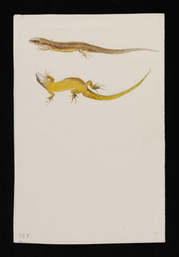 Drawings of common or viviparous lizard top image