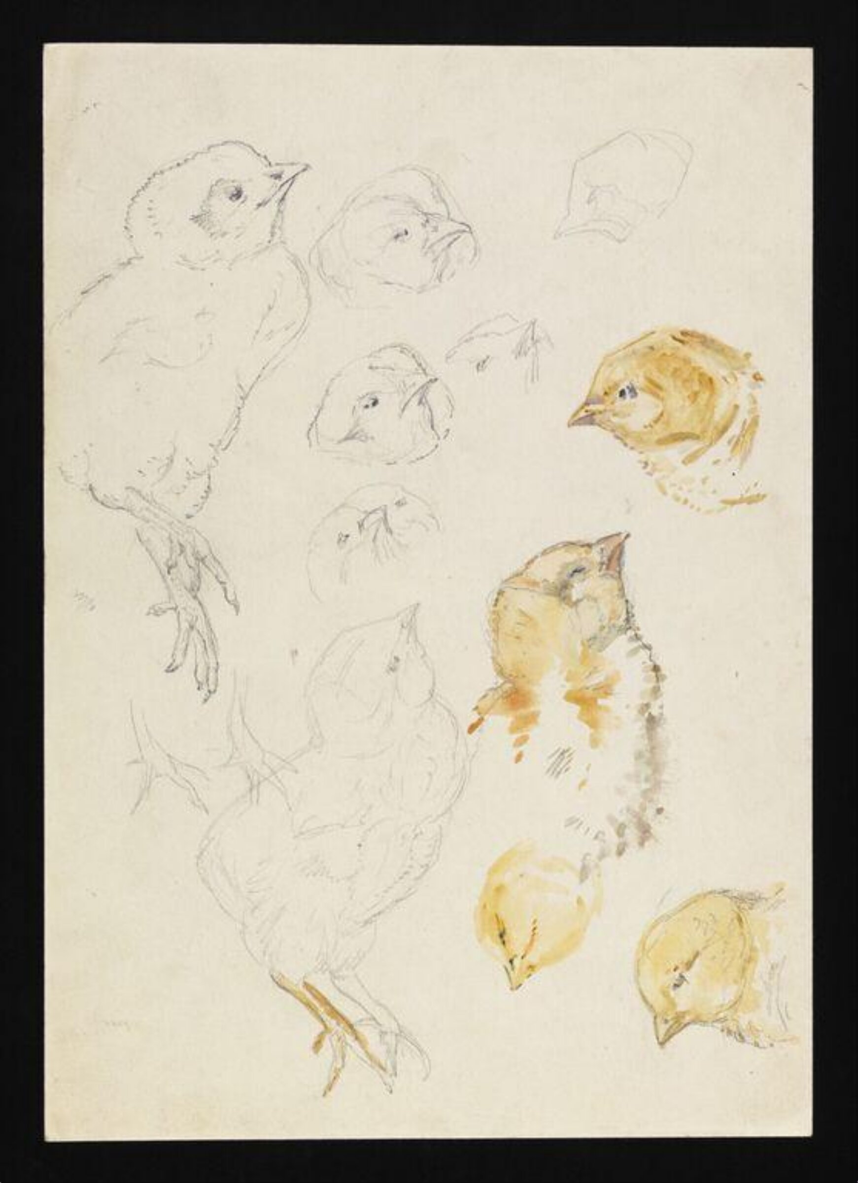 Sketches of chicks, Beatrix Potter, late 19th century - early 20th century