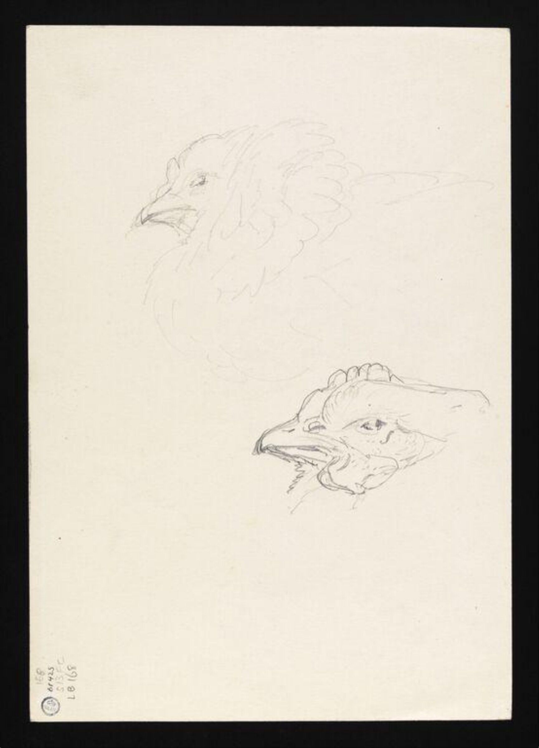 Watercolour, Beatrix Potter, late 19th century - early 20th century
