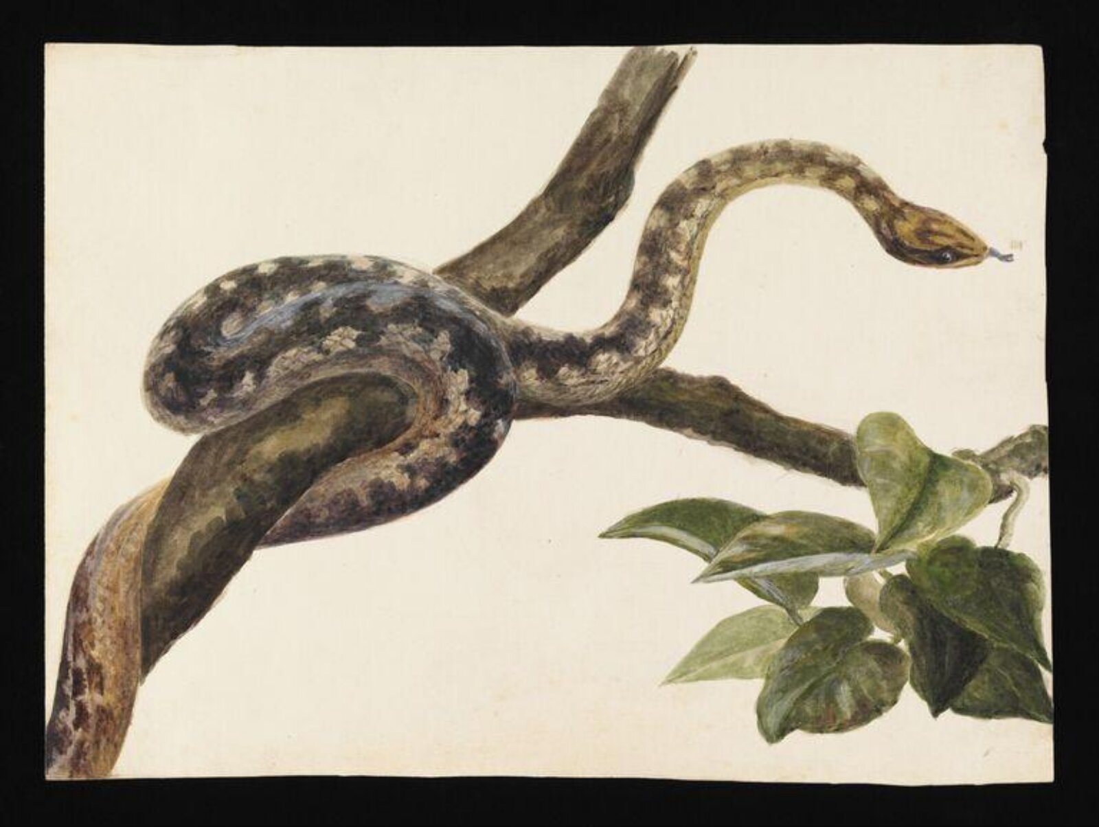 Study of a snake, Beatrix Potter, ca. 1880-1890
