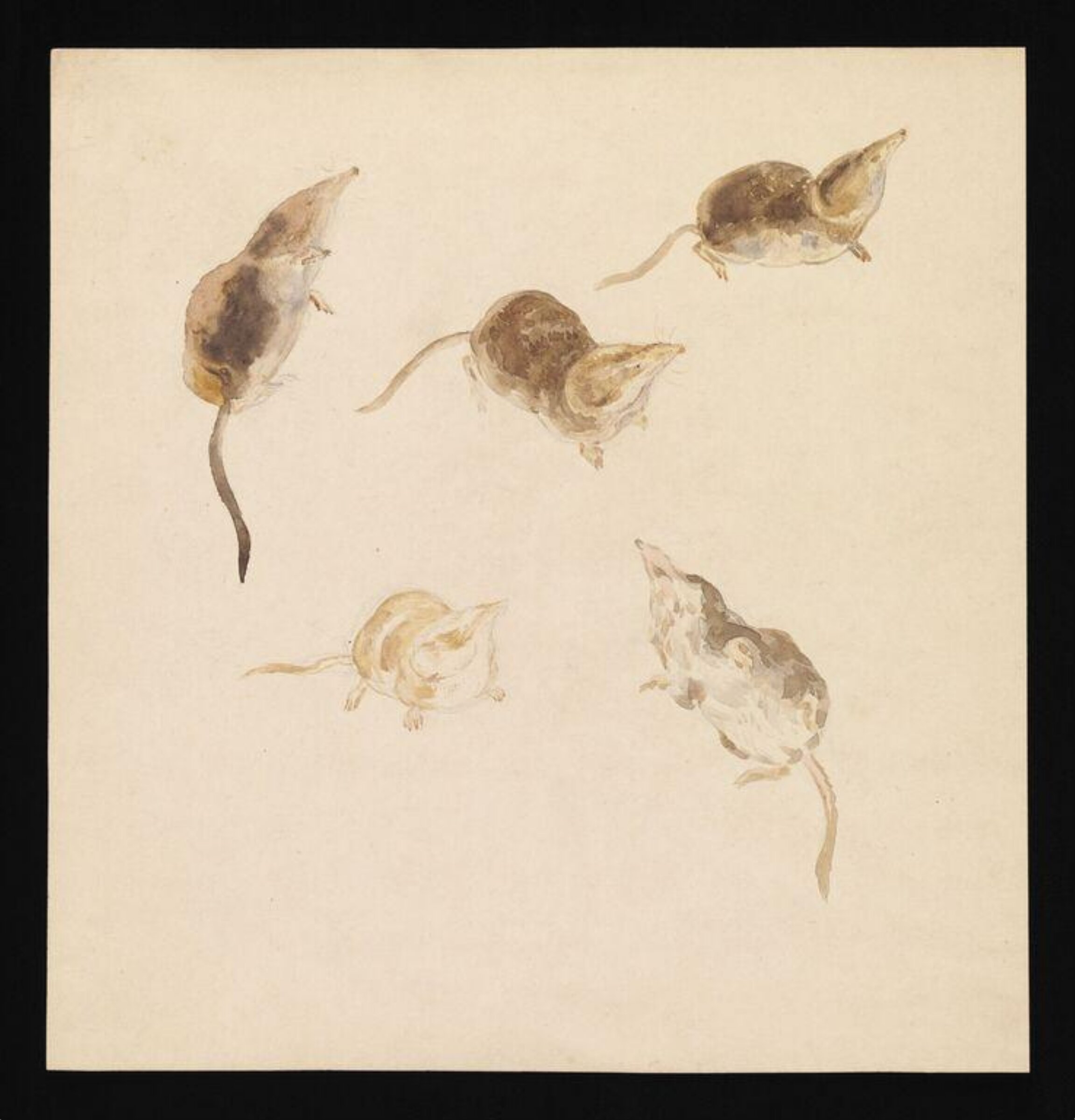 Watercolour, Beatrix Potter, late 19th century - early 20th century