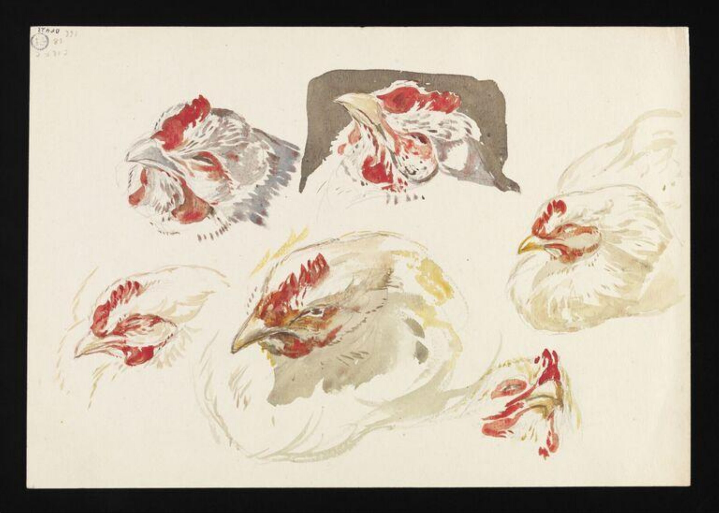Watercolour, Beatrix Potter, late 19th century - early 20th century
