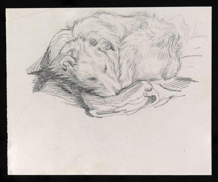 Study of a dog top image