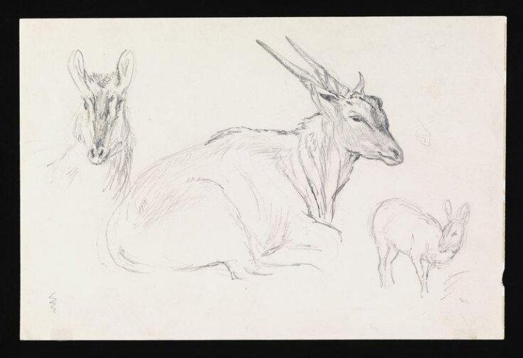 Studies of a gazelle top image