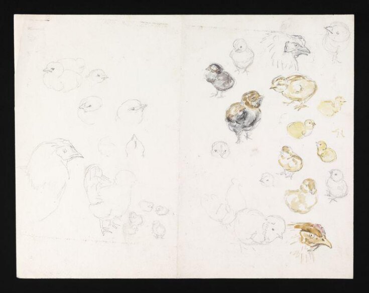 Studies of chicks and chickens top image