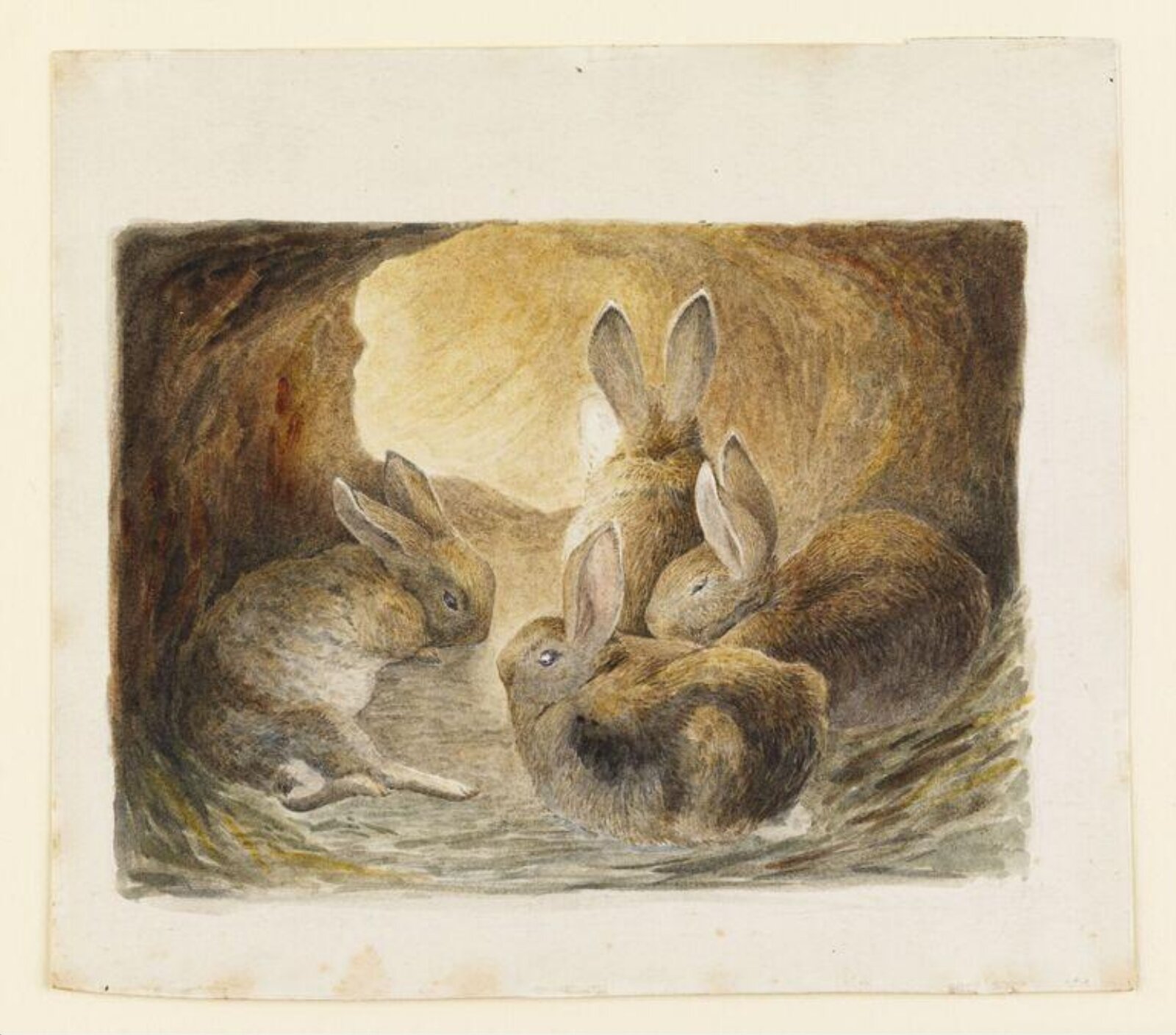 Four rabbits in a burrow, Beatrix Potter, ca. 1895