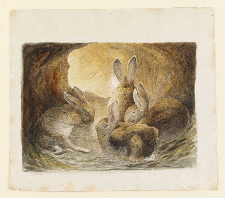 Four rabbits in a burrow top image
