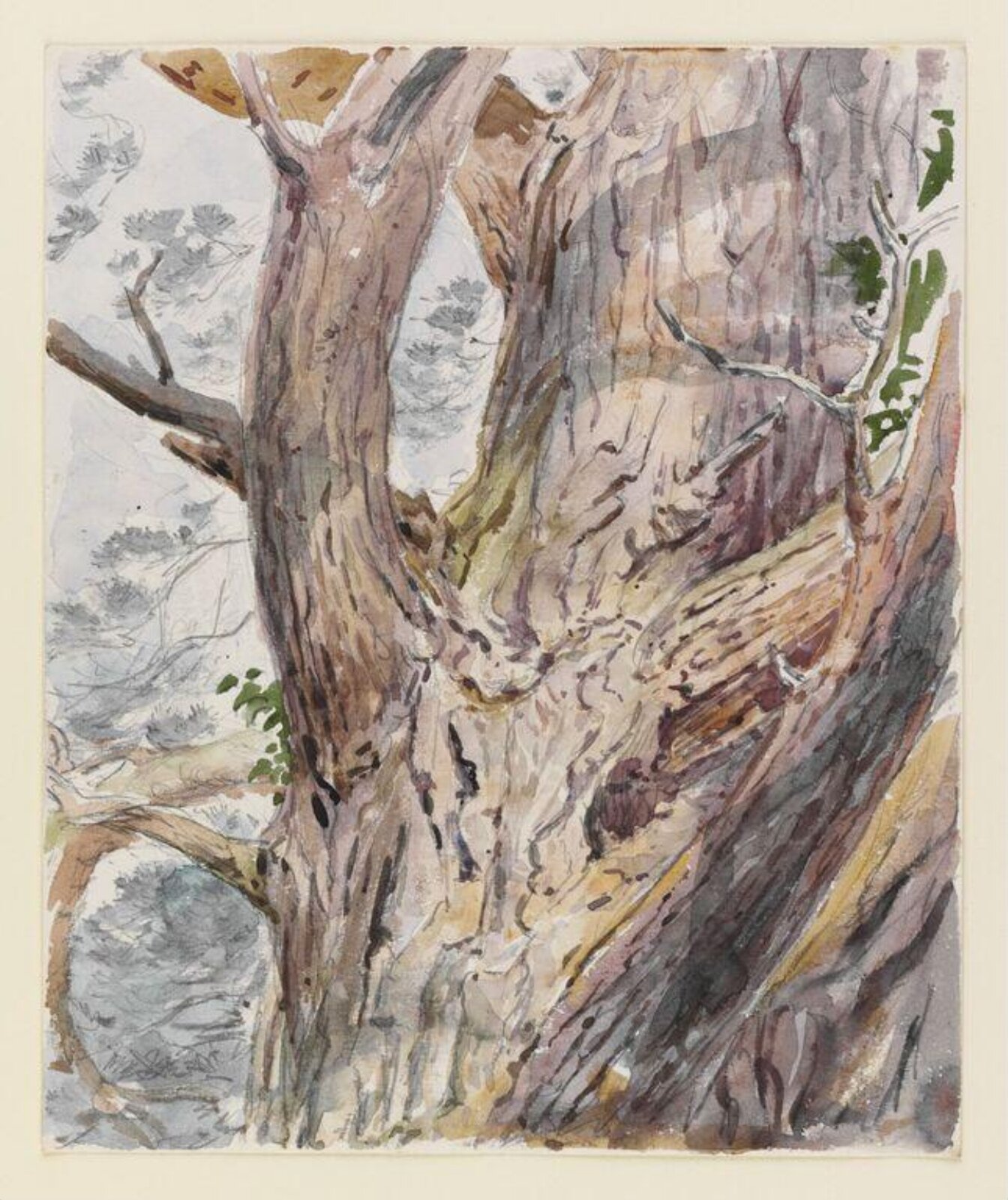 Study of a tree trunk, Beatrix Potter, ca. 1903