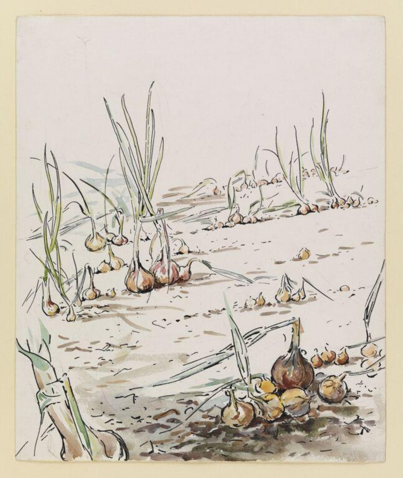 Watercolour, Beatrix Potter, ca. 1903