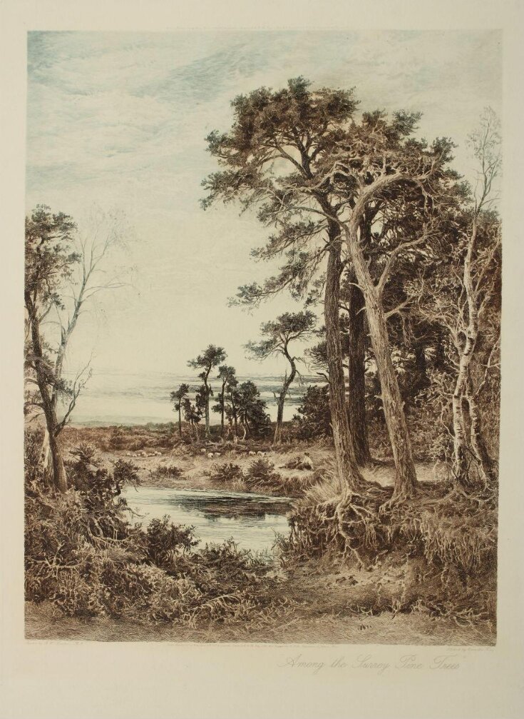 Among the Surrey Pine Trees image