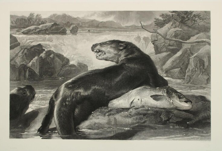 Otters and Salmon top image