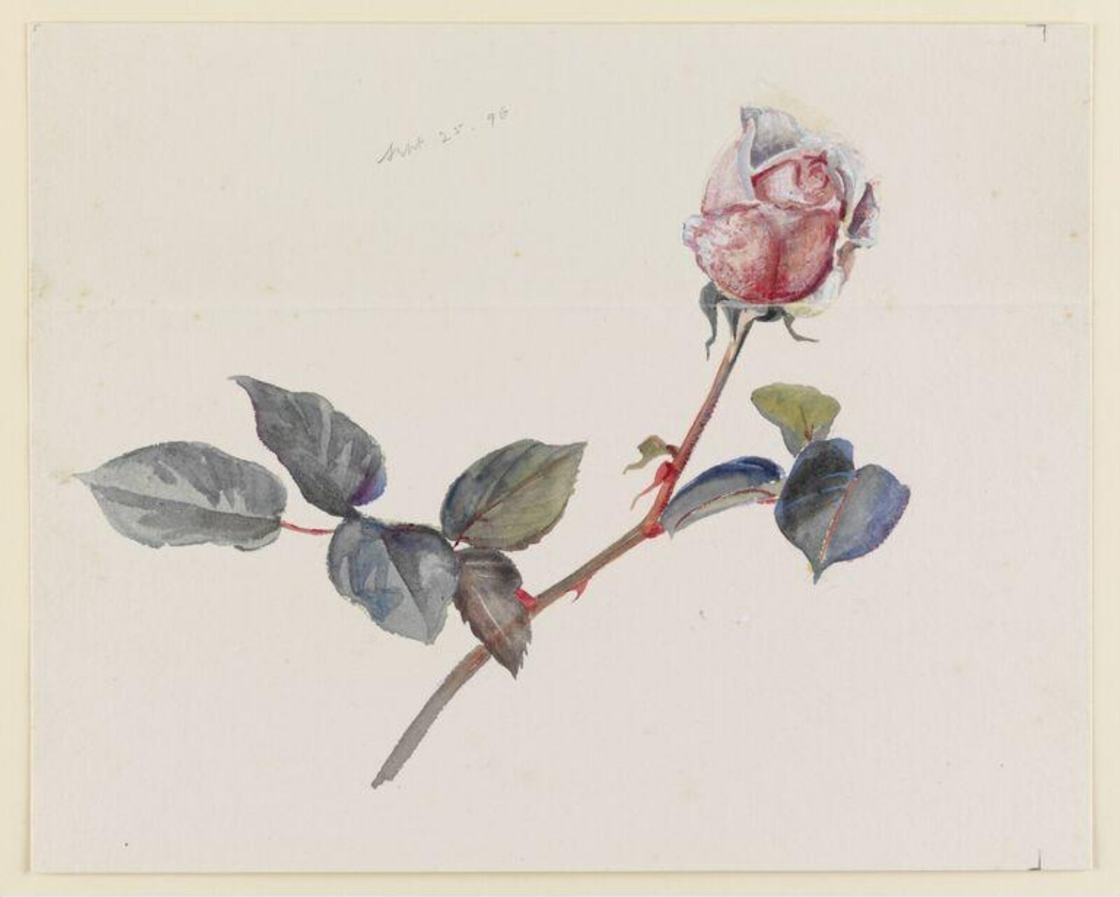 Pink rosebud with leaves, Beatrix Potter, 25 September 1896